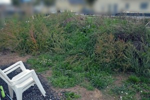 Garten vorm Planieren (Ostseite Mitte)