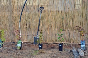 Clematis-Töpfe mit Pflanzwerkzeug