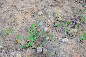 Gründüngungs-Pflänzchen