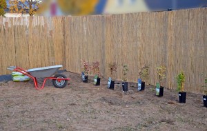 Zaun mit Schilfrohrmatte und Clematis-Töpfen