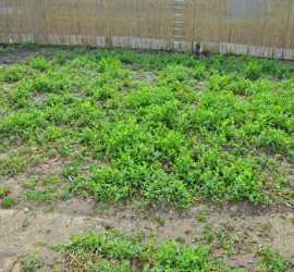 Garten mit Gründünger vorm jäten