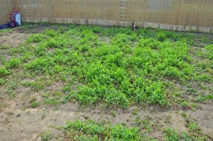 Garten mit Gründünger vorm jäten