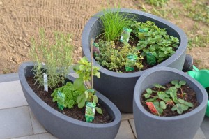 Zwei Kräuter-Töpfe und Erdbeeren rechts