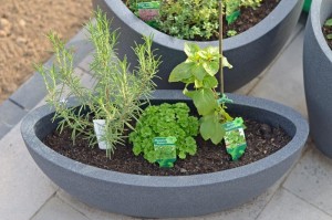 Kräuter: Petersilie, Basilikum und Thymian