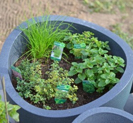 Kräuter: Schnittlauch, Rosmarin, Thymian, Oregano, Minze