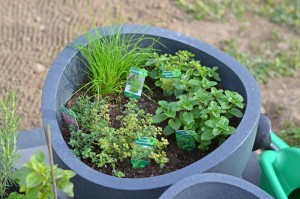 Kräuter: Schnittlauch, Rosmarin, Thymian, Oregano, Minze