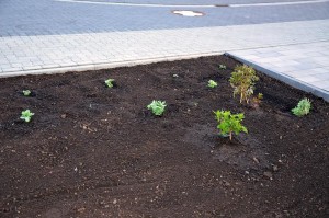 Die ersten im Vorgarten gesetzten Pflanzen