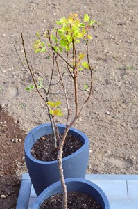 Zwergaprikose vorne, Zwergapfelbaum hinten