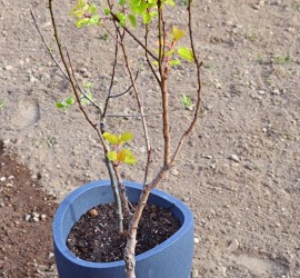 Zwergaprikose vorne, Zwergapfelbaum hinten
