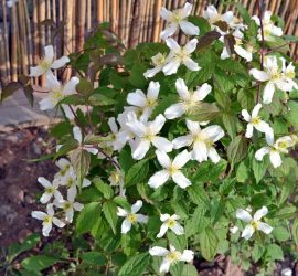 Clematis montana Grandiflora