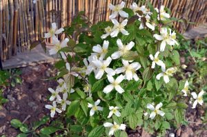 Clematis montana Grandiflora