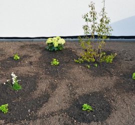 Vorgarten-Pflanzen, rechts Magical-Hortensie und Felsenbirne