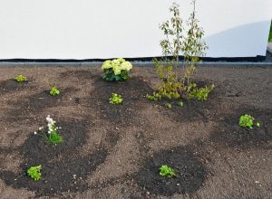 Vorgarten-Pflanzen, rechts Magical-Hortensie und Felsenbirne