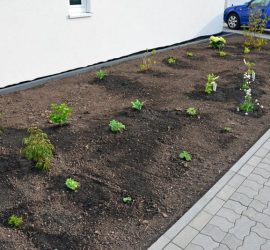Vorgarten-Pflanzen am 22. April 2016