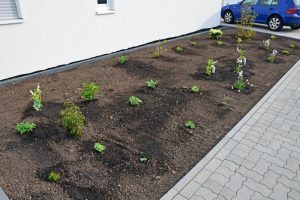 Vorgarten-Pflanzen am 22. April 2016