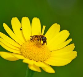 Biene auf gelbem Korbblütler