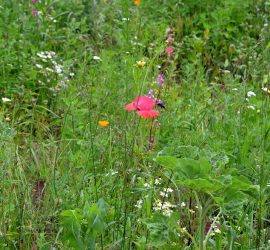 Bienenweidenwiese Suchbild: Wo ist die blaue Holzbiene