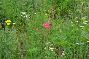 Bienenweidenwiese Suchbild: Wo ist die blaue Holzbiene