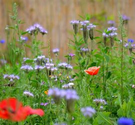 Bienenweidenwiese mit Phacelia und Mohn