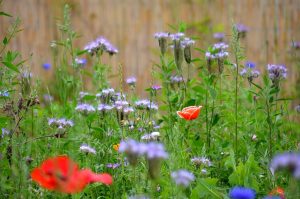 Bienenweidenwiese mit Phacelia und Mohn