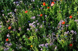 Bienenweidenwiese vom Balkon in der Morgensonne (Fr. 24.6.)