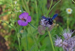 Blaue Holzbiene, links Schwebfliege zum Größenvergleich