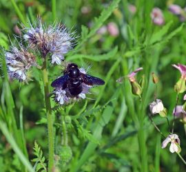 Blaue Holzbiene auf Phacelie