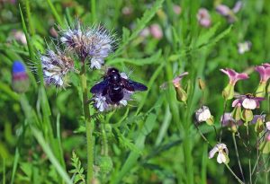 Blaue Holzbiene auf Phacelie