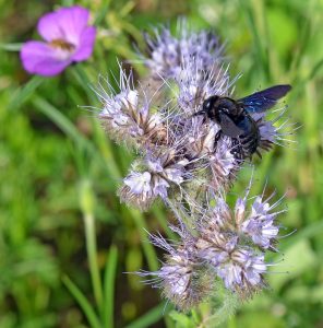 Blaue Holzbiene auf Phacelie, Schwebfliege im Hintergrund