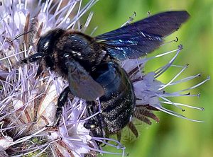 Blaue Holzbiene auf Phacelie (Zuschnitt auf Biene)