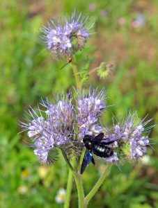 Blaue Holzbiene auf Phacelie, Kopfüber-Schwebfliege im Hintergrund