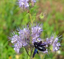 Blaue Holzbiene auf Phacelie, Kopfüber-Schwebfliege im Hintergrund