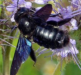 Blaue Holzbiene auf Phacelie, Kopfüber-Schwebfliege im Hintergrund (Zoom)
