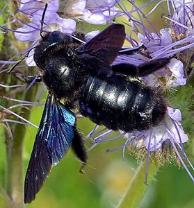 Blaue Holzbiene auf Phacelie (Zoom)