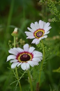 Bunte Wucherblumen rot-gelb-violett (Kokarden)