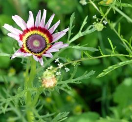 "Buntkreisblume" - genaue Blumenart noch zu bestimmen
