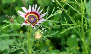 "Buntkreisblume" - genaue Blumenart noch zu bestimmen