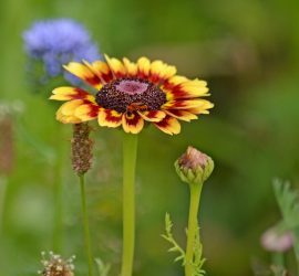 Bunte Wucherblume orange-rot-violett mit rötlichem Käfer