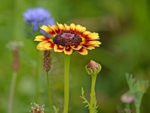 Bunte Wucherblume orange-rot-violett mit rötlichem Käfer