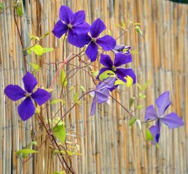 Clematis Jackmanii