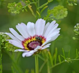 Goldfliege auf Bunten Wucherblumen (Kokarden)