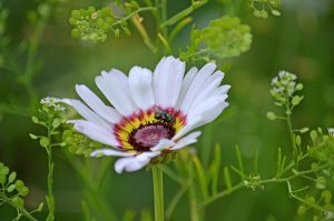 Goldfliege auf Bunter Wucherblume (Kokarde)