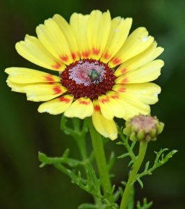 Goldfliege auf Bunter Wucherblume gelb-rot-weiß