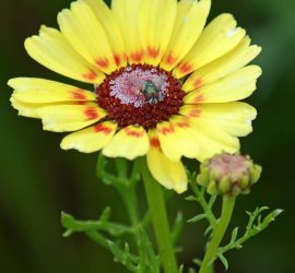 Fliege auf Bunter Wucherblume gelb-rot-weiß