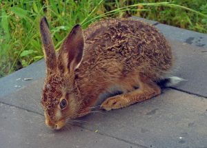 Lange Ohren mit einer schwarzen Spitze und seeeeehr lange Hinterbeine - eindeutig ein Feldhase