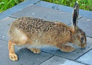 Unsere Terrasse scheint nach irgendwas zu riechen