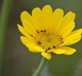 gelber Korbblütler mit Rapsglanzkäfern