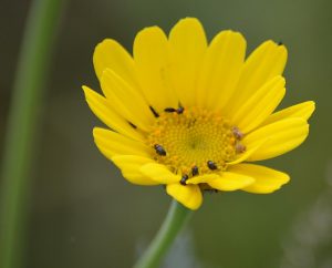 gelber Korbblütler mit Rapsglanzkäfern