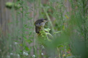 Grünfink beim Abendessen