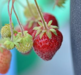 Erdbeeren Makroaufnahme